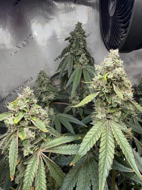 Garlic Mint Sherbet DWC. Week 12