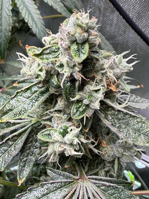 Garlic Mint Sherbet DWC. Week 12