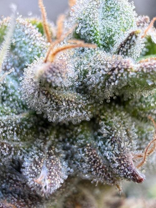 Garlic Mint Sherbet DWC. Week 12