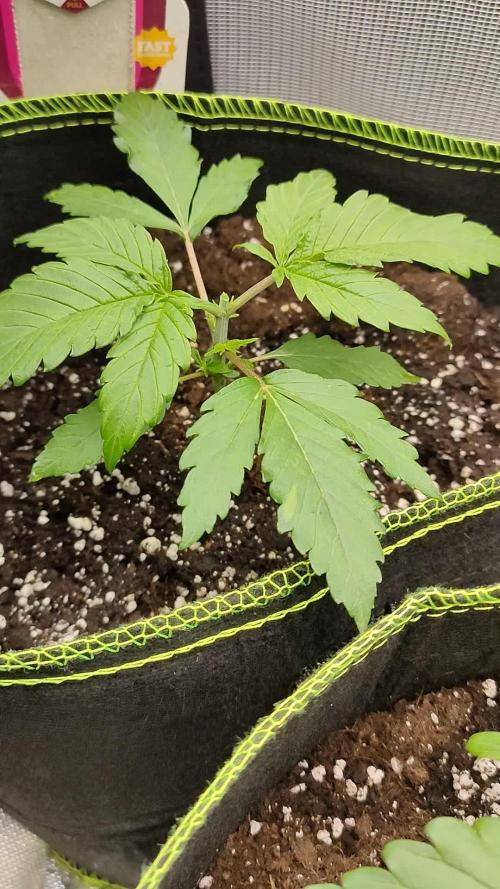 Honey Cream / Indoor 