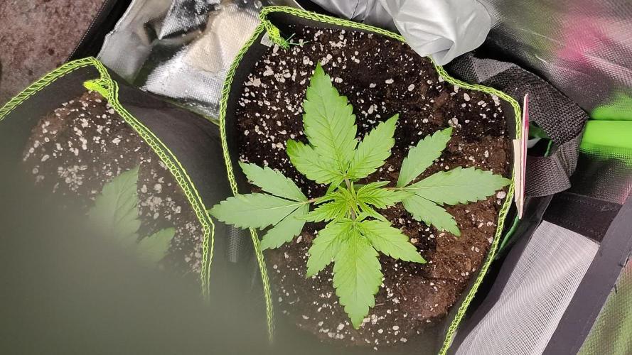 Honey Cream / Indoor 