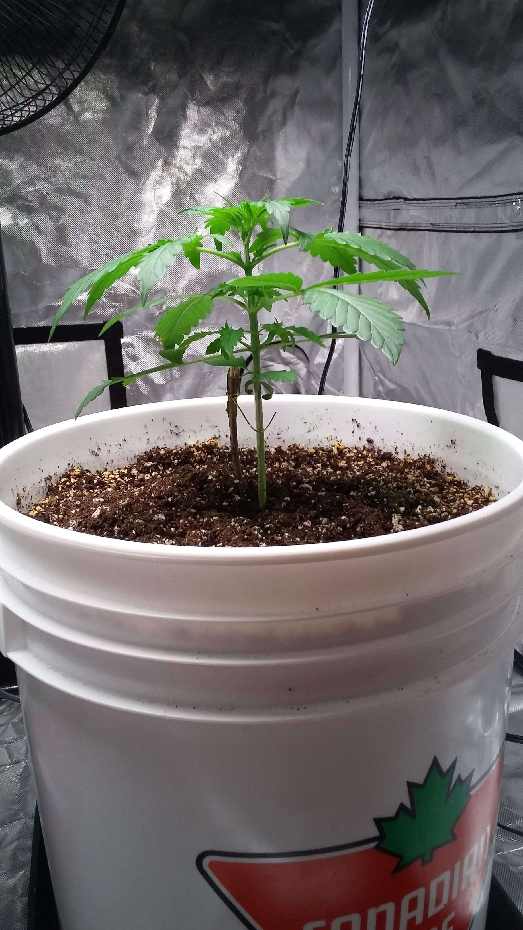 Barney's Farm Pineapple Express Auto grow diary (journal) week3 by