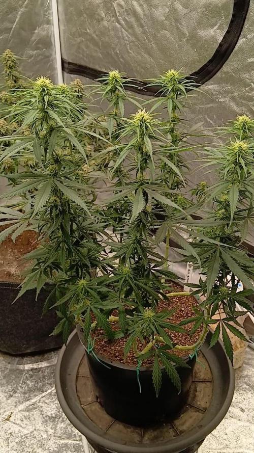 OG Kush-Heirloom