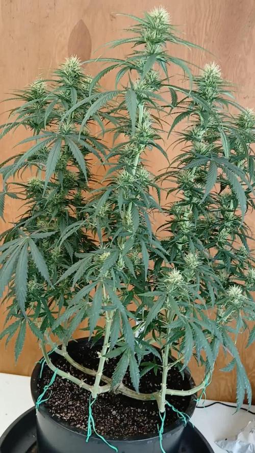 OG Kush-Heirloom
