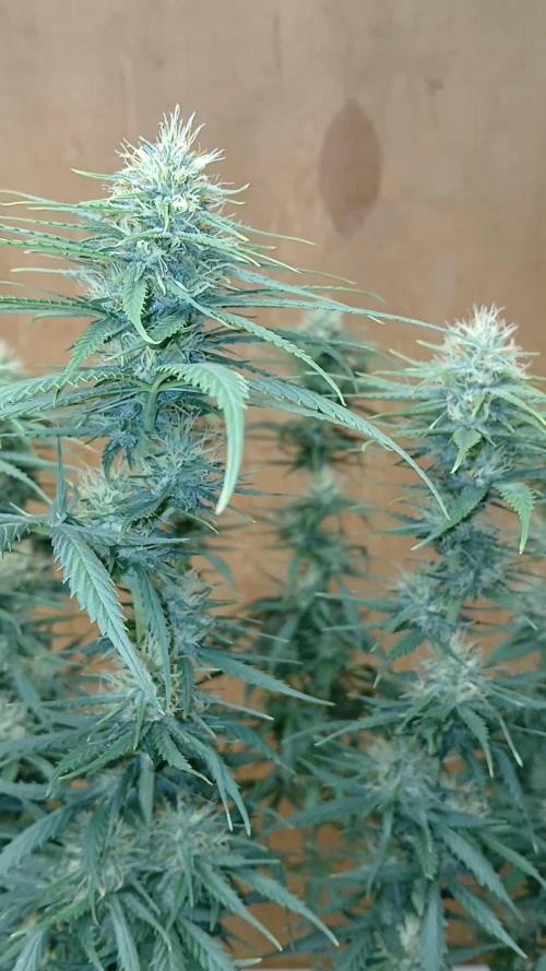 OG Kush-Heirloom