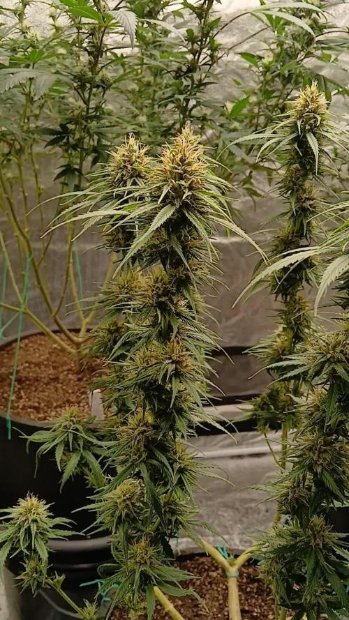OG Kush-Heirloom