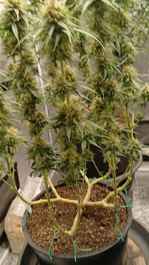 OG Kush-Heirloom