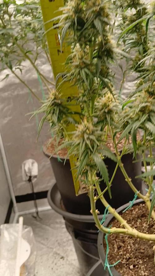 OG Kush-Heirloom