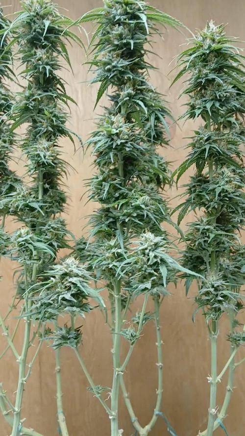 OG Kush-Heirloom
