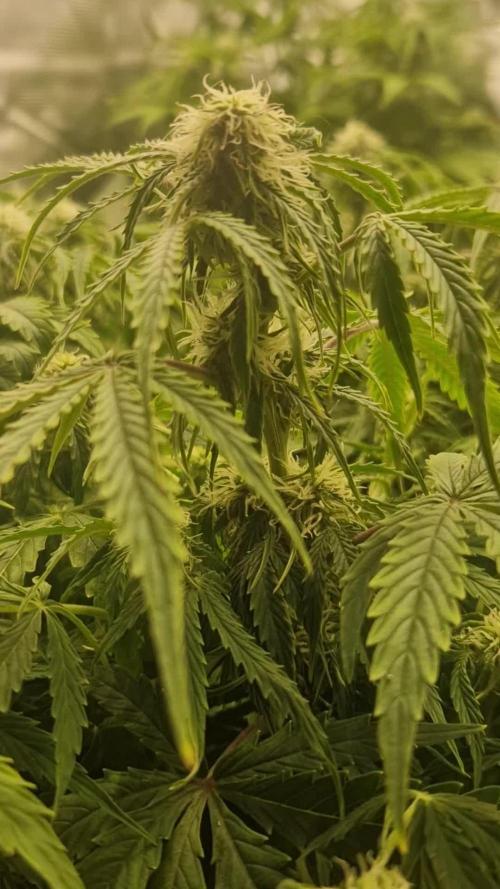 Tropicanna Poison sweet seeds