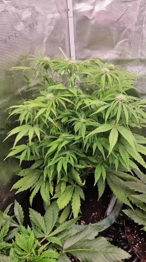 Zamnesia grape ape