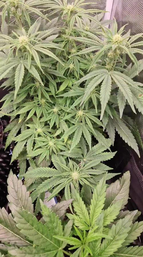White widow f1 