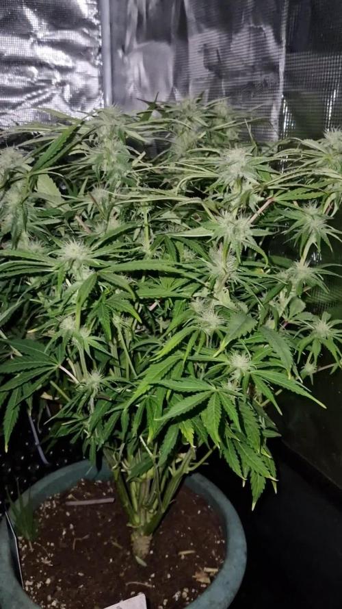 White widow f1 