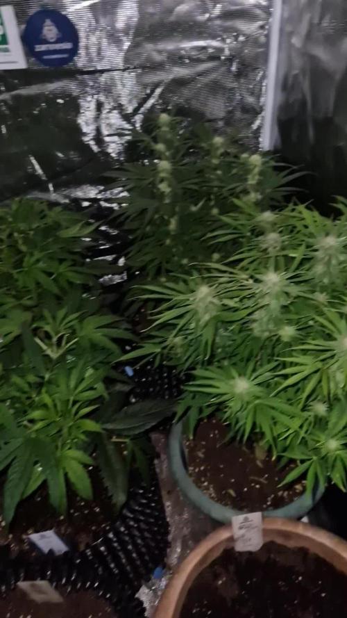 White widow f1 