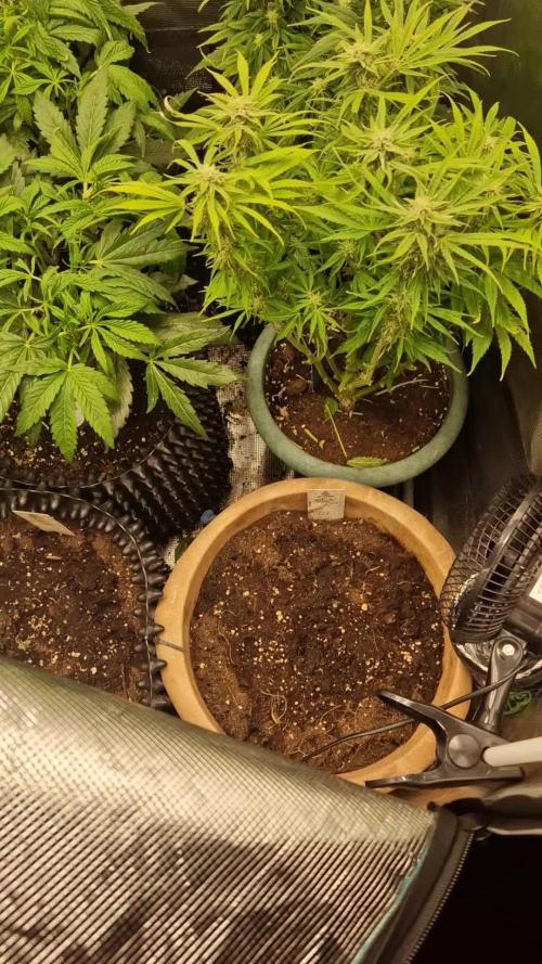 SWEET SEEDS F1