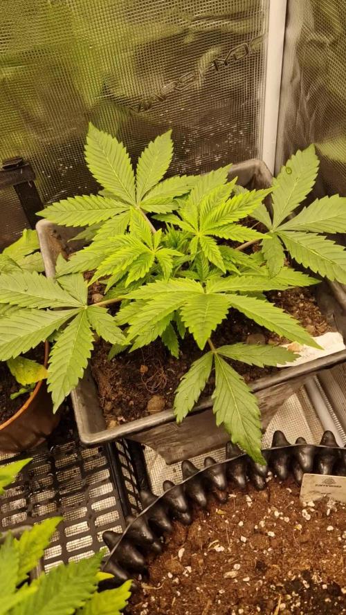 Zamnesia grape ape