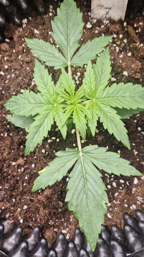 White widow f1 
