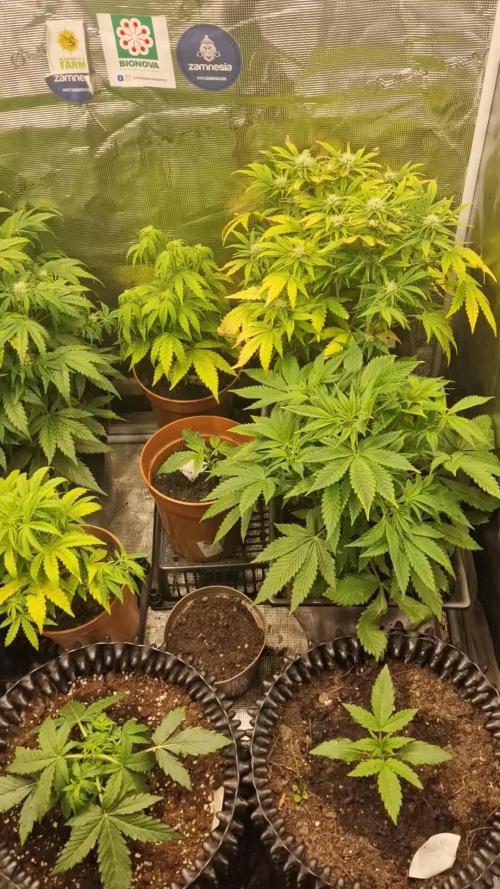 White widow f1 