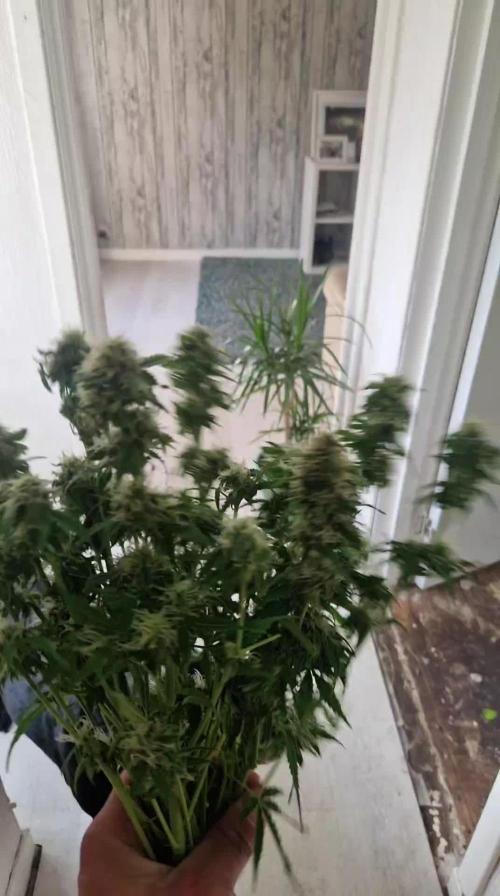 Zamnesia watermelon 