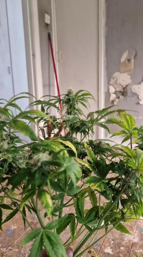 Zamnesia watermelon 