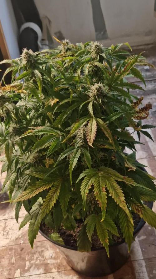 Zamnesia watermelon 