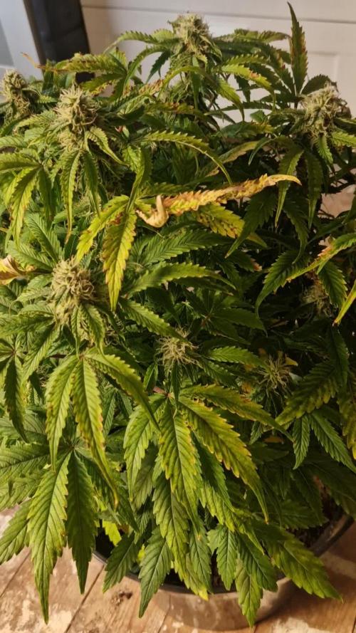 Zamnesia watermelon 