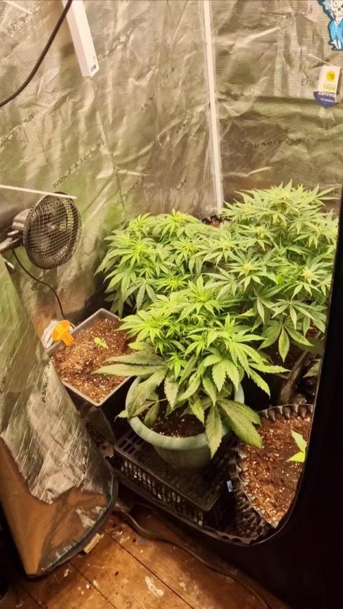 Tropicanna Poison sweet seeds