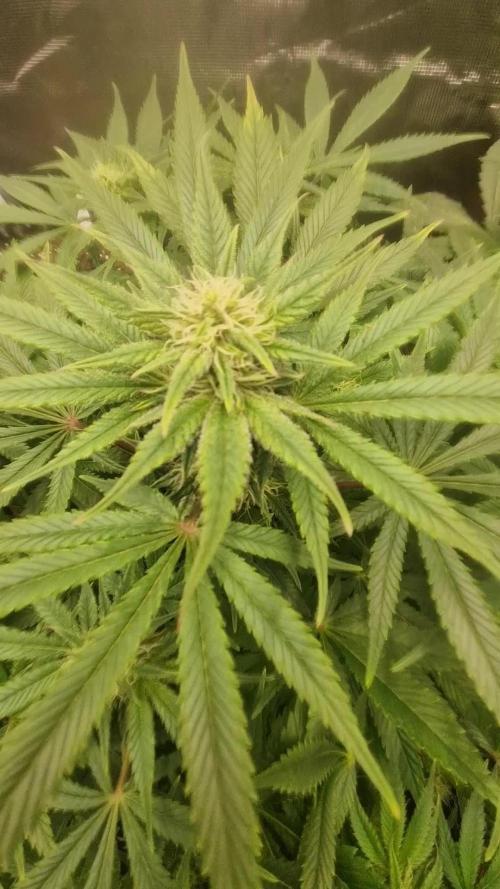 White widow f1 