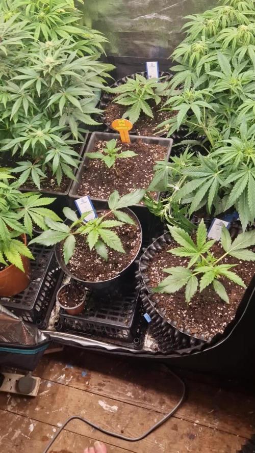 Zamnesia grape ape