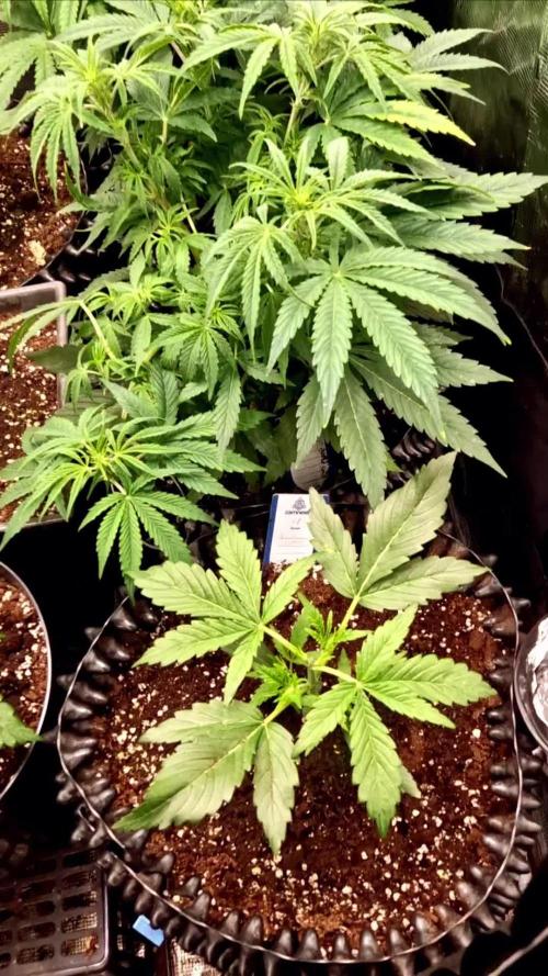 White widow f1 