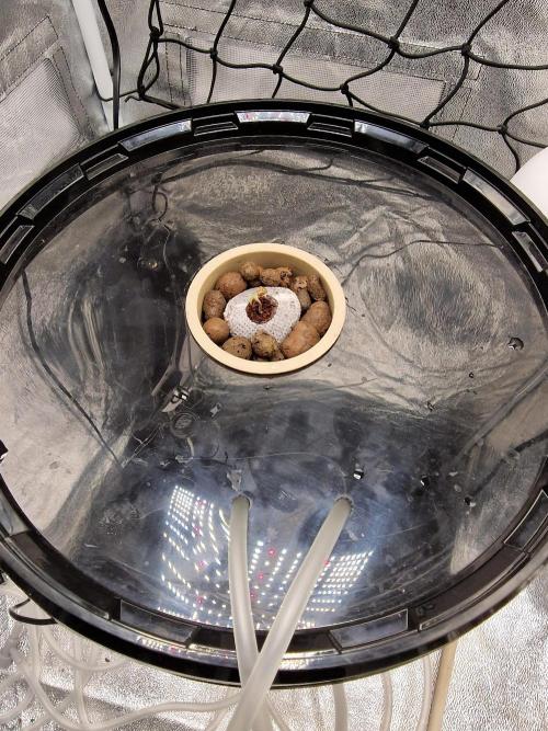 Northern Light DWC. Week 1