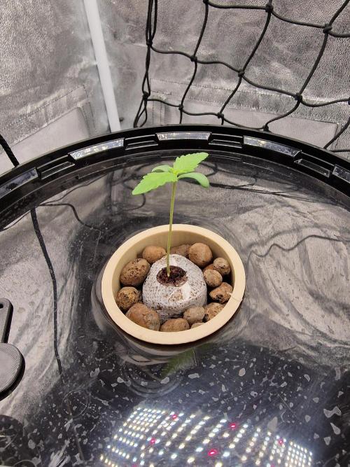 Northern Light DWC. Week 2