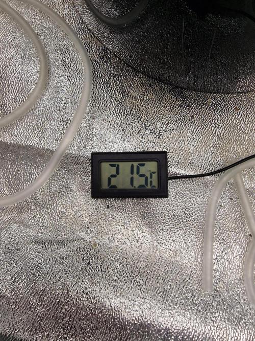 Northern Light DWC. Week 2