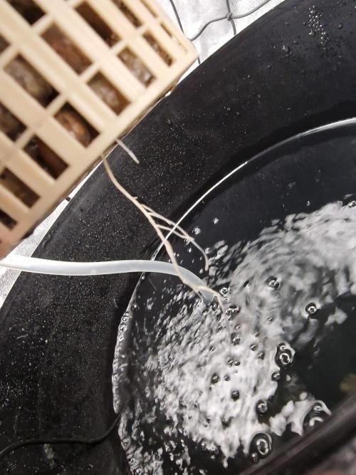 Northern Light DWC. Week 2