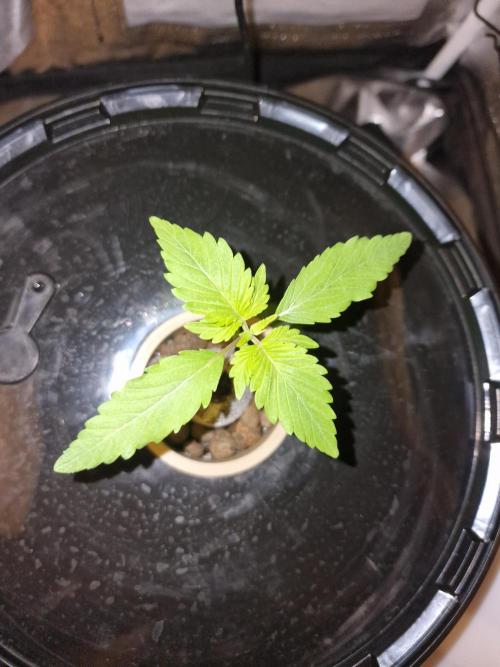 Northern Light DWC. Week 3