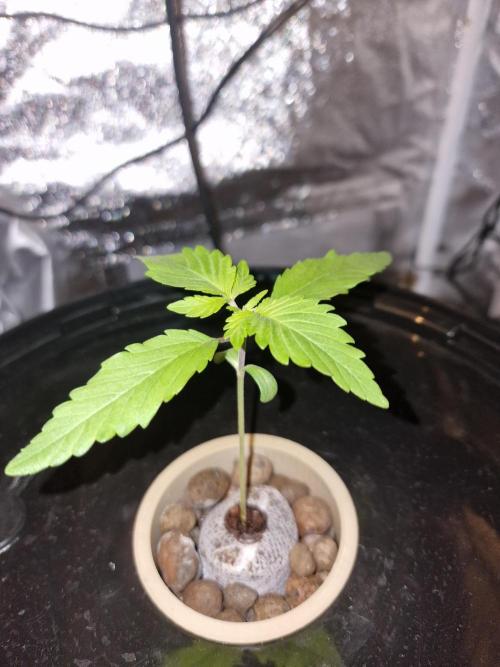 Northern Light DWC. Week 3