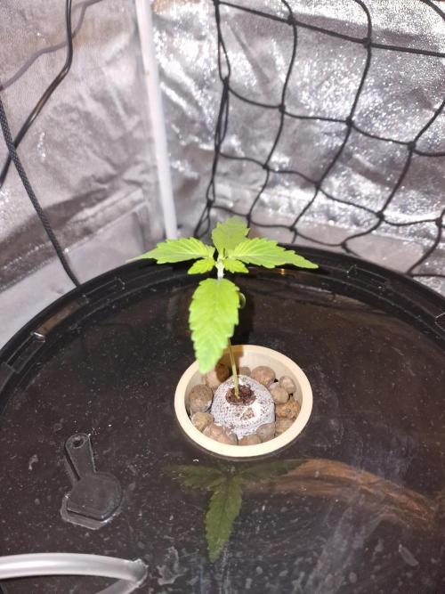 Northern Light DWC. Week 3