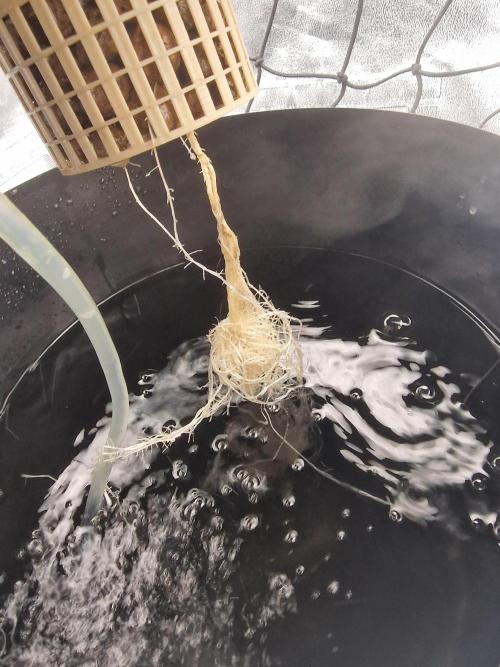 Northern Light DWC. Week 4