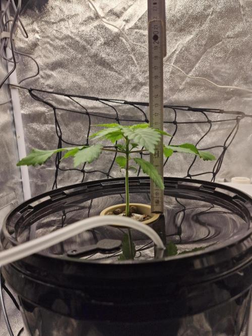 Northern Light DWC. Week 4