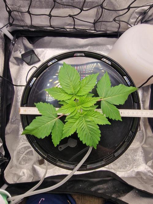 Northern Light DWC. Week 4