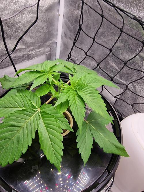 Northern Light DWC. Week 4 - 10.12. Topping