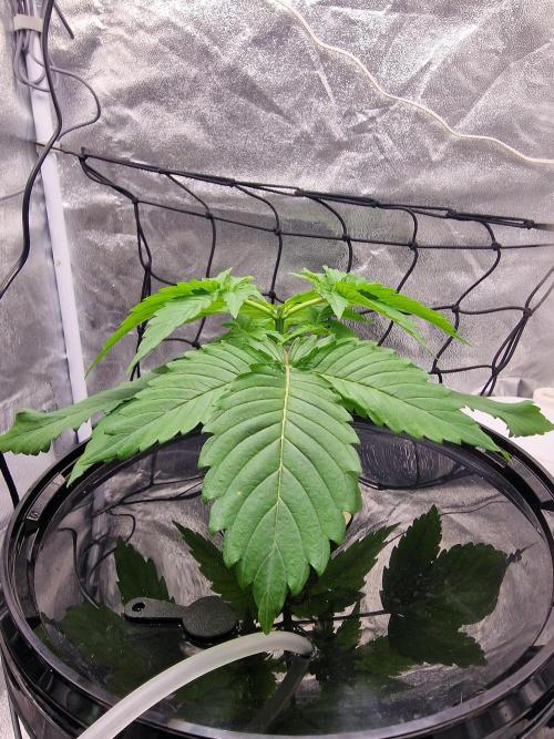 Northern Light DWC. Week 4 - 10.12.