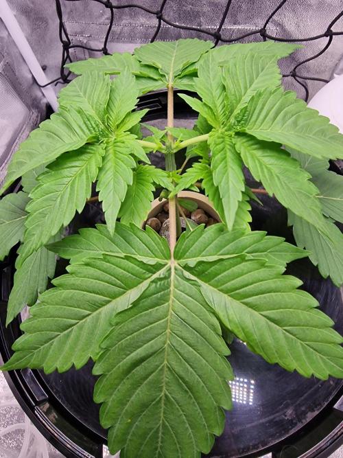 Northern Light DWC. Week 4 - 10.12.