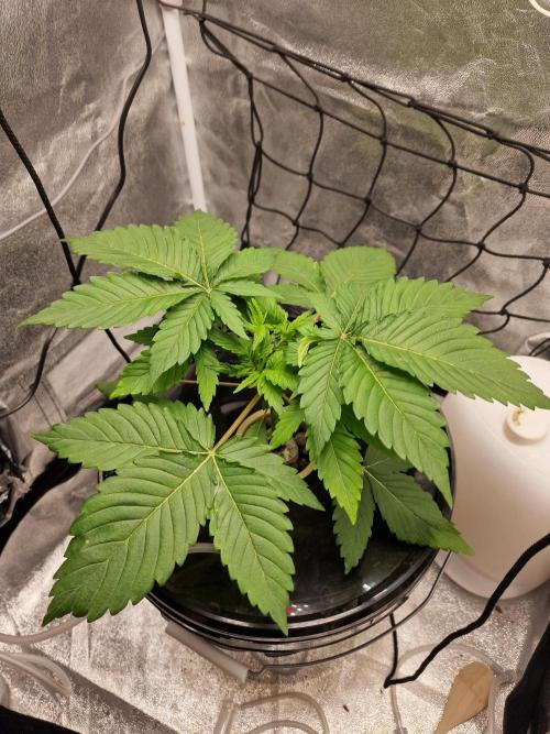 Northern Light DWC. Week 5