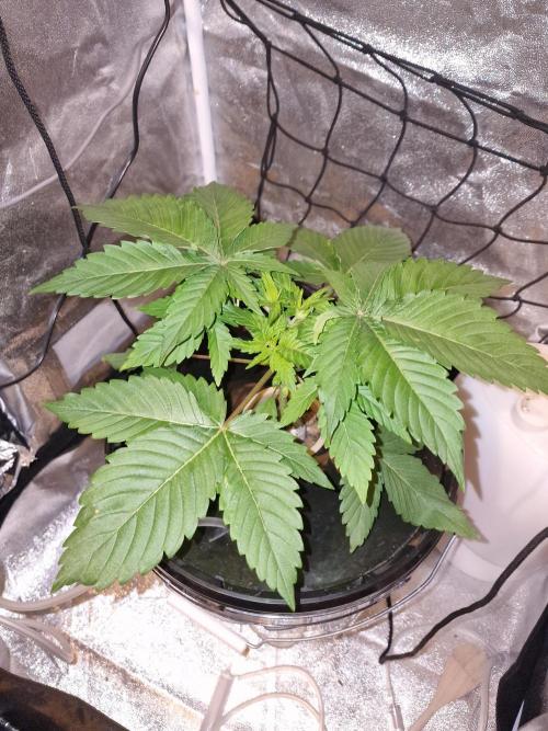 Northern Light DWC. Week 5