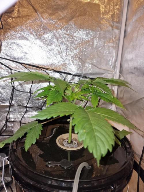 Northern Light DWC. Week 5