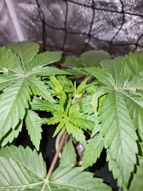 Northern Light DWC. Week 5