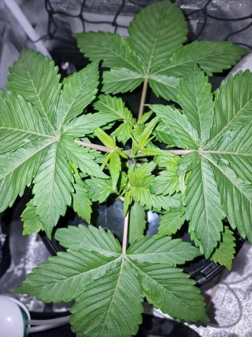 Northern Light DWC. Week 5