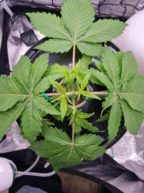 Northern Light DWC. Week 5