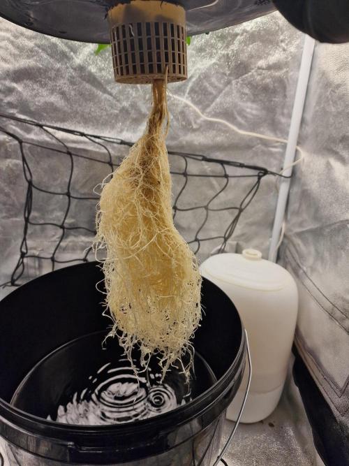 Northern Light DWC. Week 6